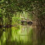 সুন্দরবনের অপরুপ সৌন্দর্য – [The Natural Beauty of Sundarban]