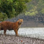 Sundarban WildLife Tour Package by Cruise Ship