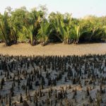 Best Tourist Spot to Visit in the Sundarban