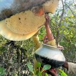 সুন্দরবনে খলিশা ফুলের মধু – (Khalisha flowers honey in Sundarban)