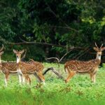 Things To Do in Sundarban Tour