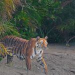 Royal Bengal Tiger of Sundarban